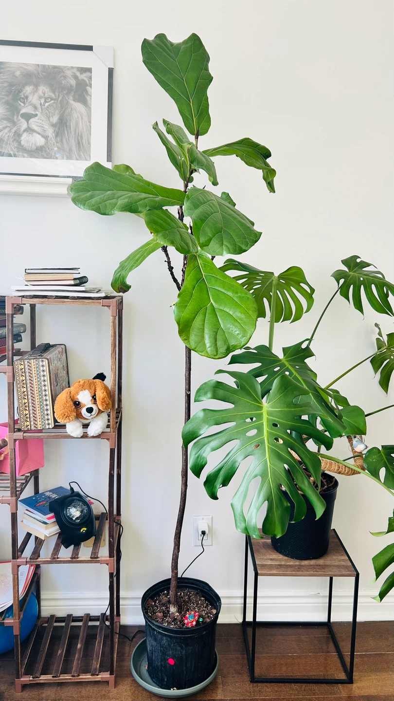 Really tall Fiddle Leaf Fig Tree - photo 3