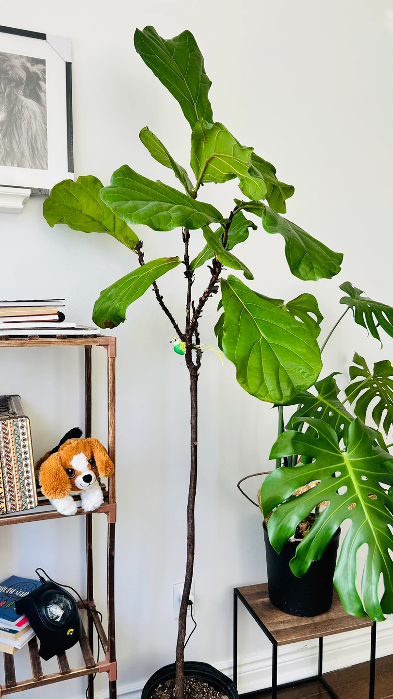 Really tall Fiddle Leaf Fig Tree