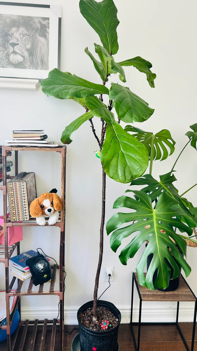 Really tall Fiddle Leaf Fig Tree - photo 2