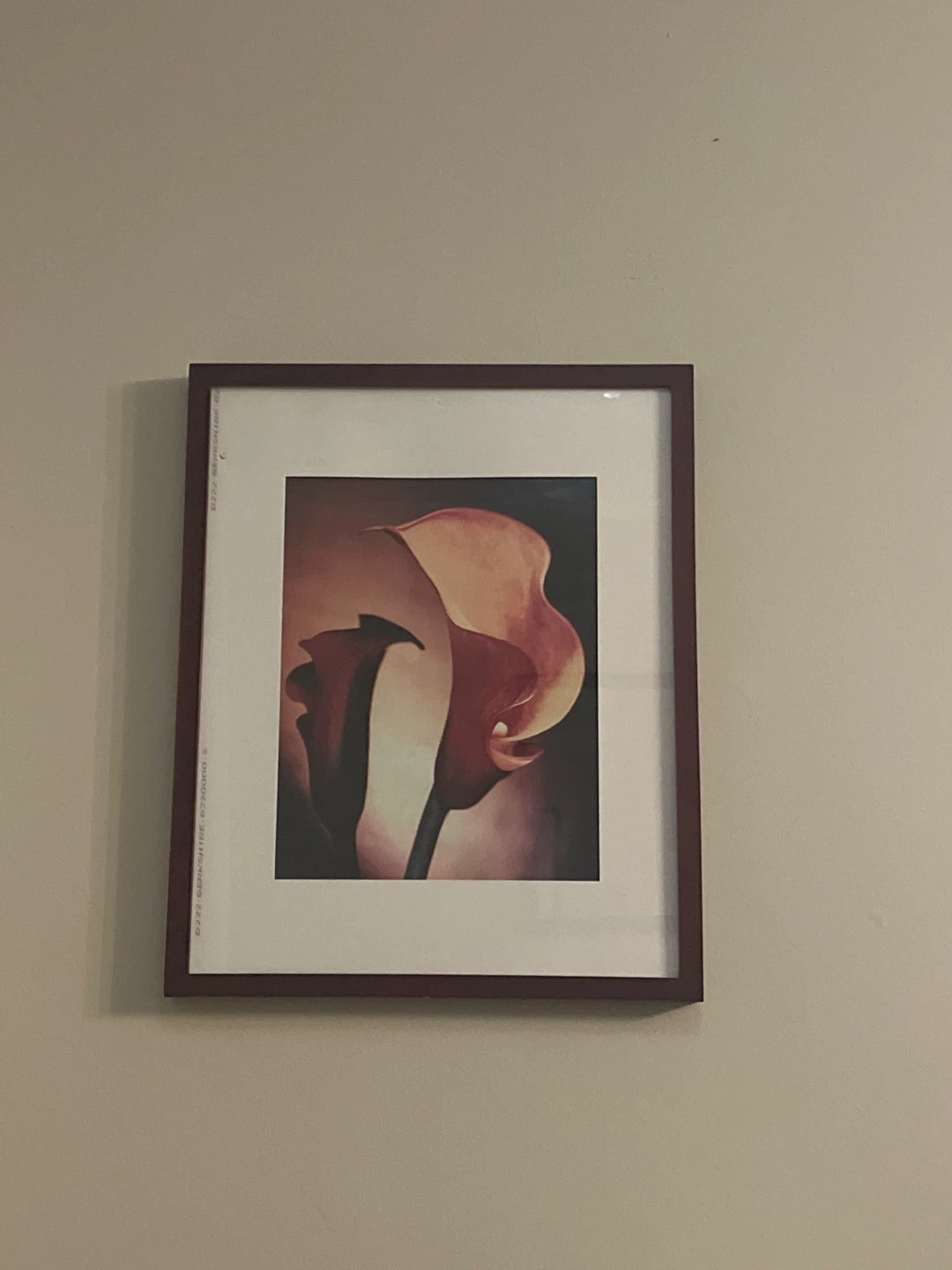 Framed Calladium Lily Print