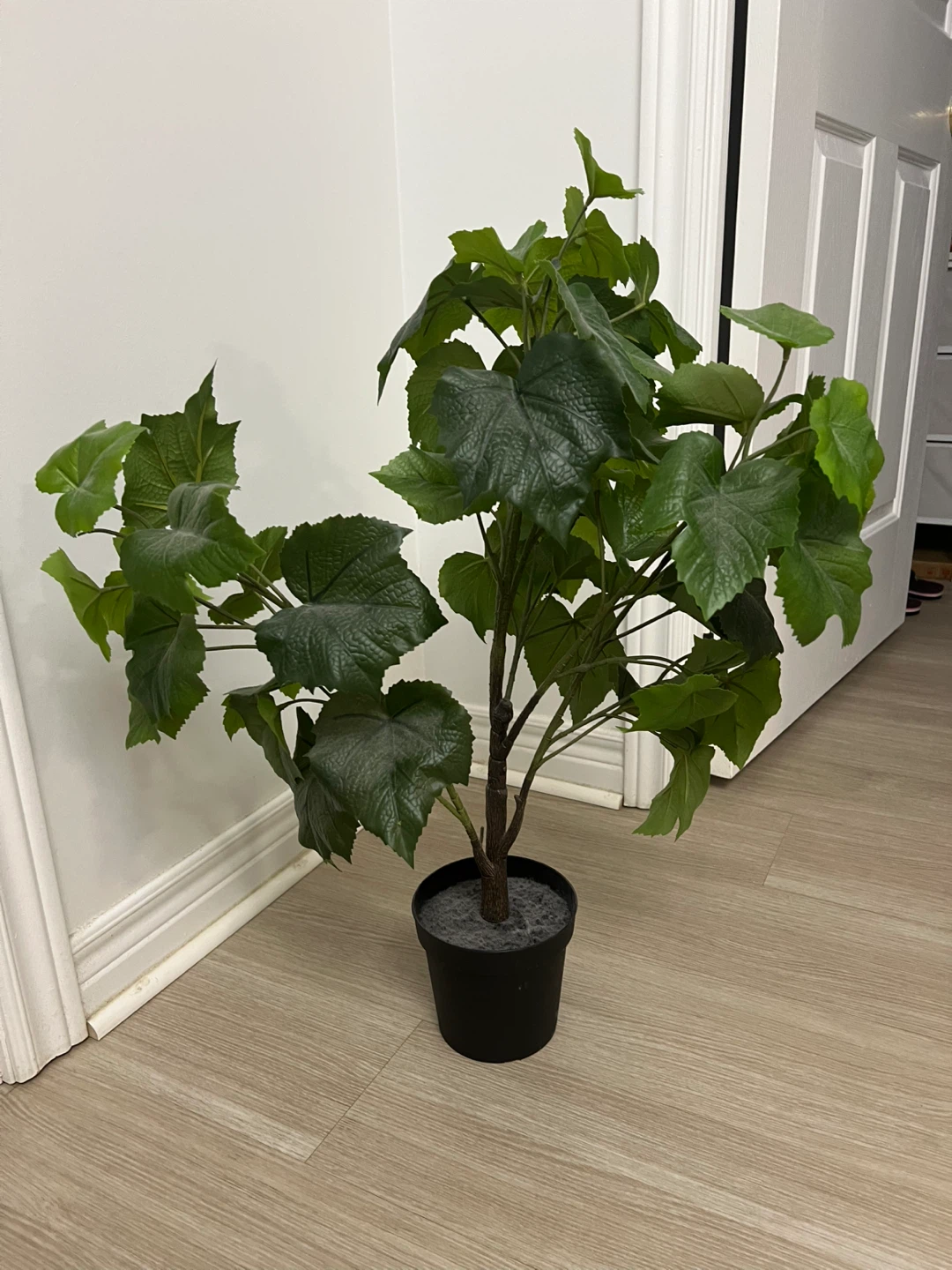 Tree plant