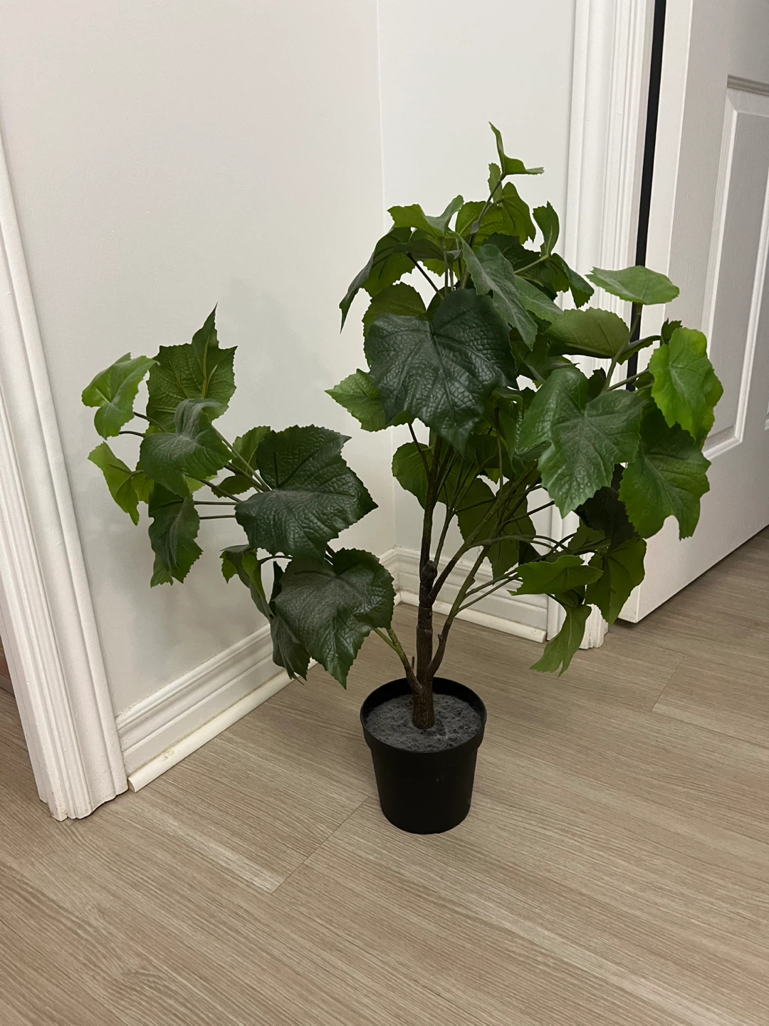 Tree plant - photo 2