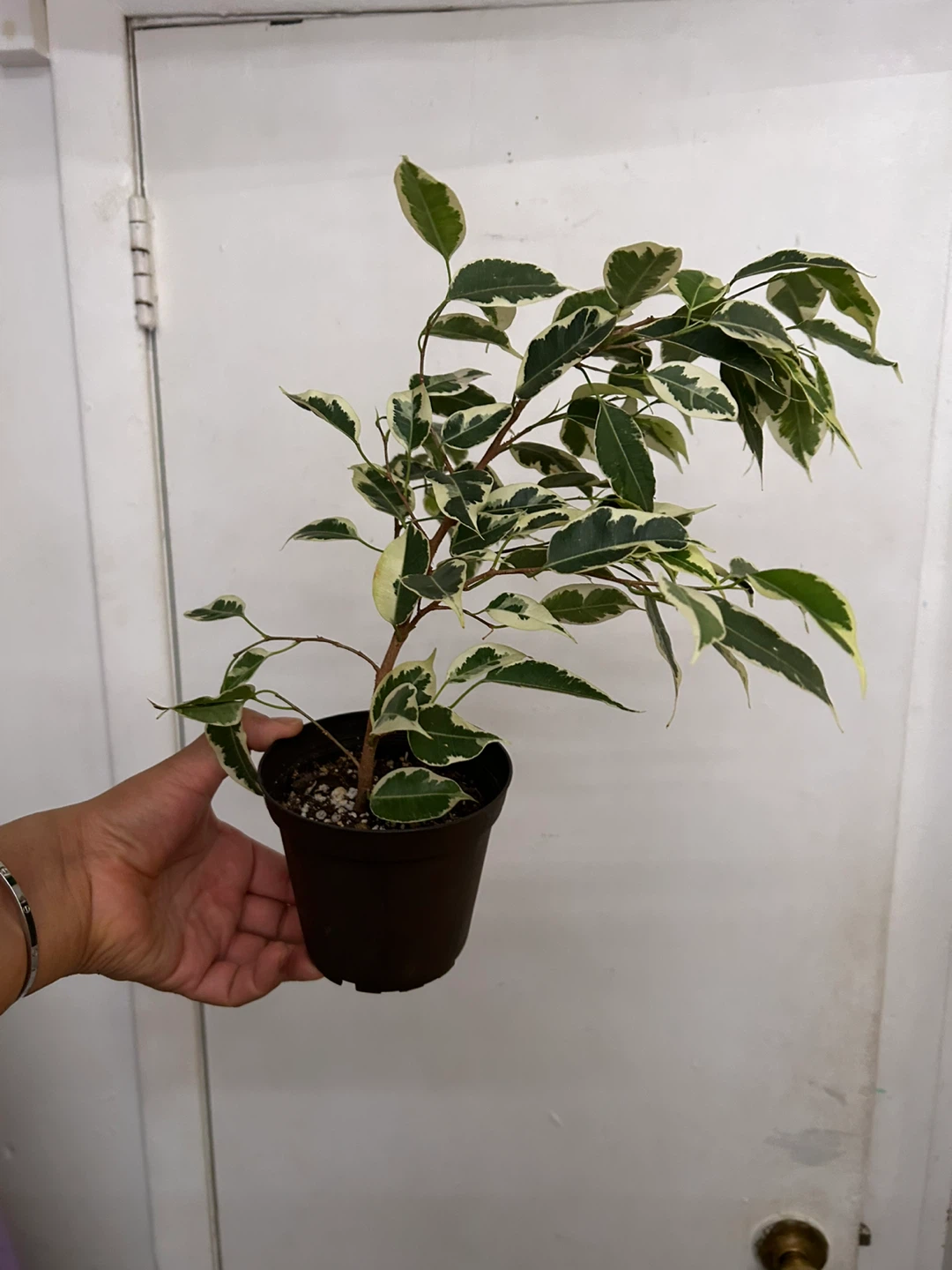 Ficus Benjamina - photo 3