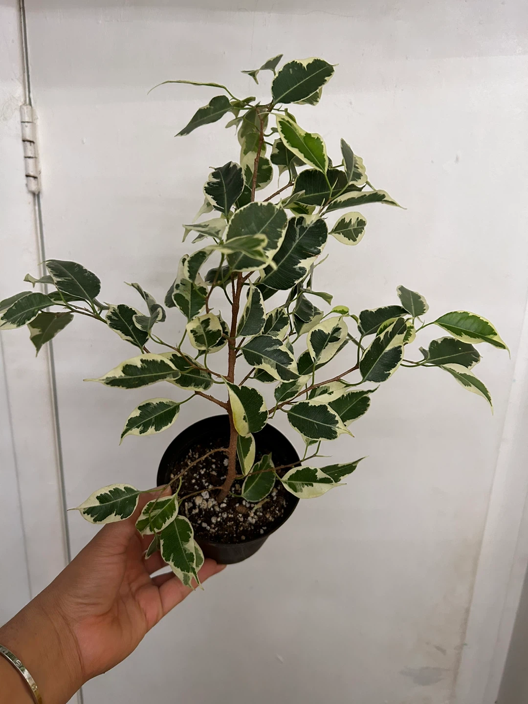 Ficus Benjamina