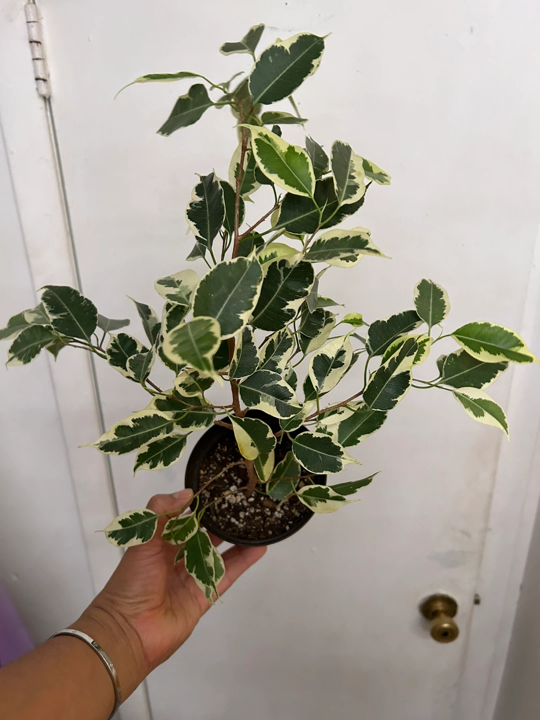 Ficus Benjamina - photo 4