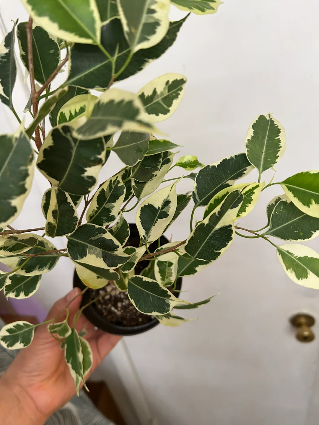 Ficus Benjamina - photo 2
