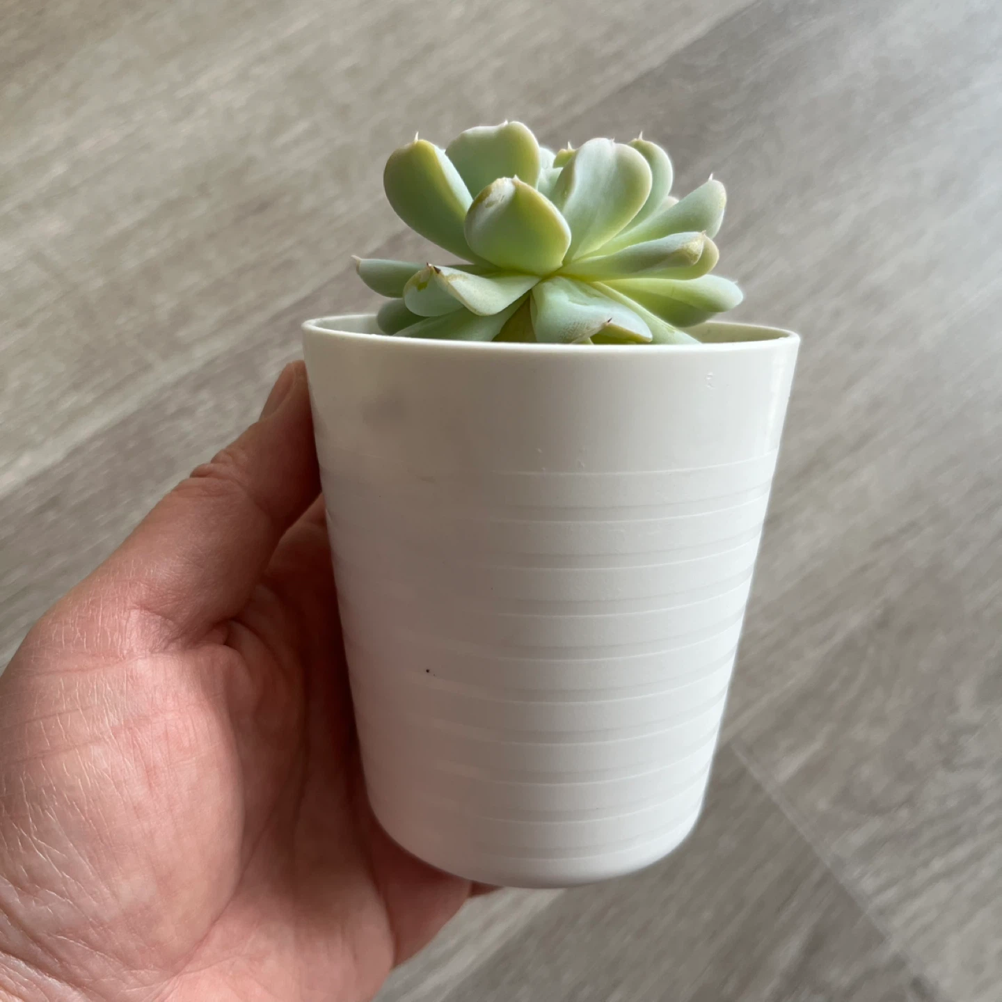 Succulent Plant - photo 2
