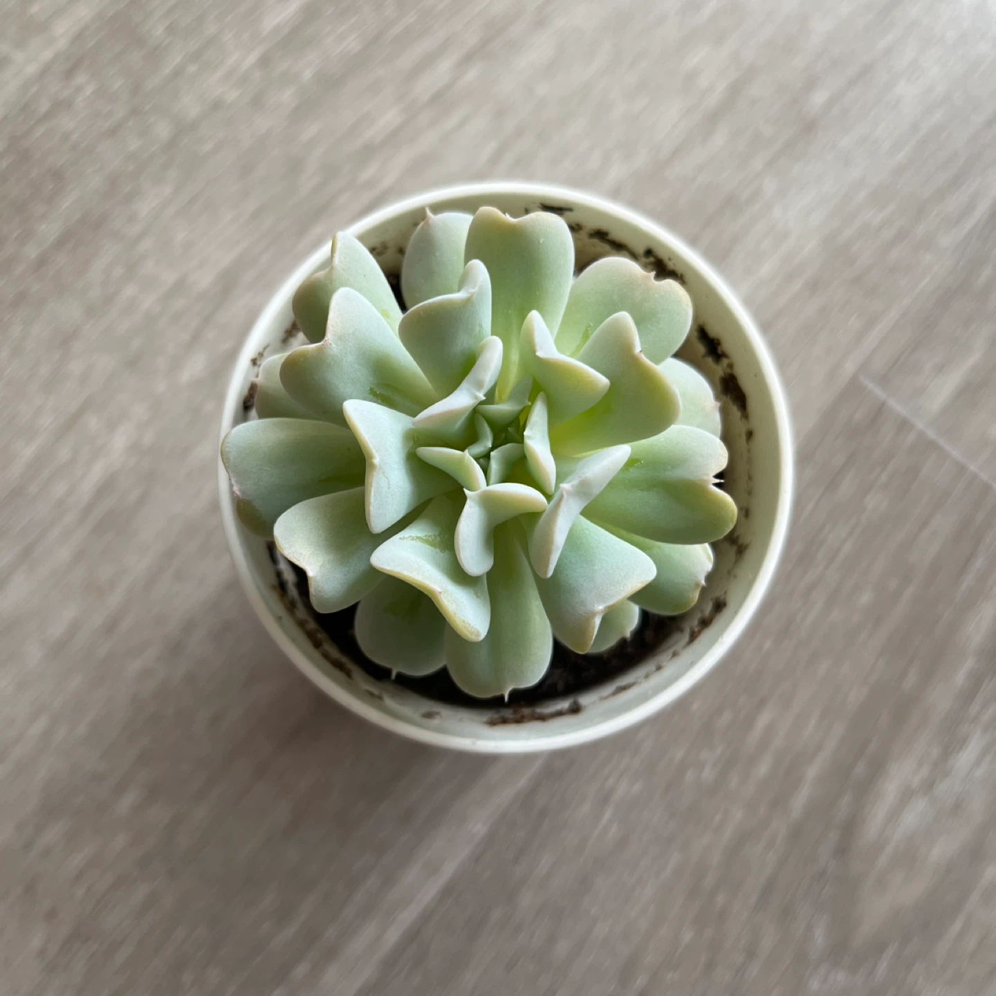 Succulent Plant
