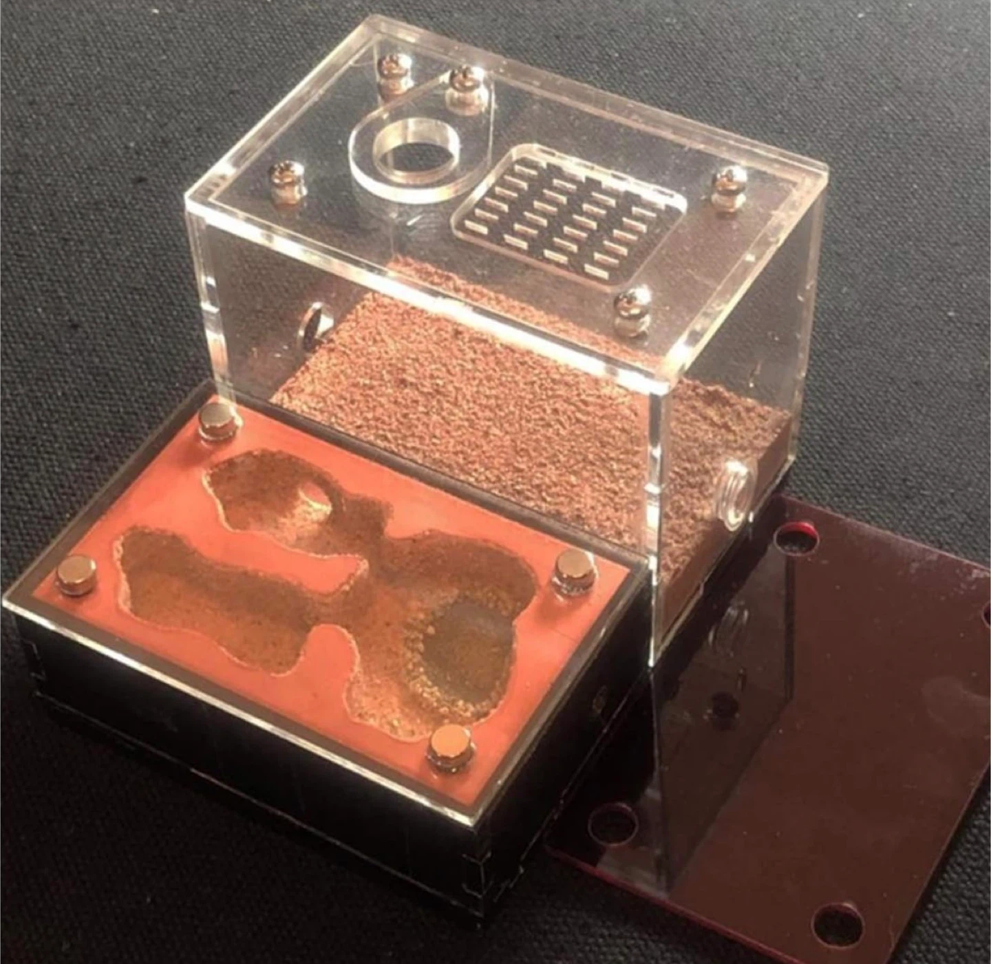 New Ant Farm
