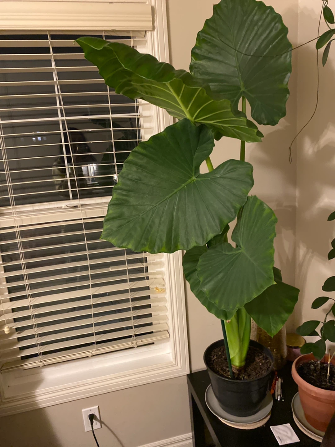 Alocacia plant for sale - photo 2