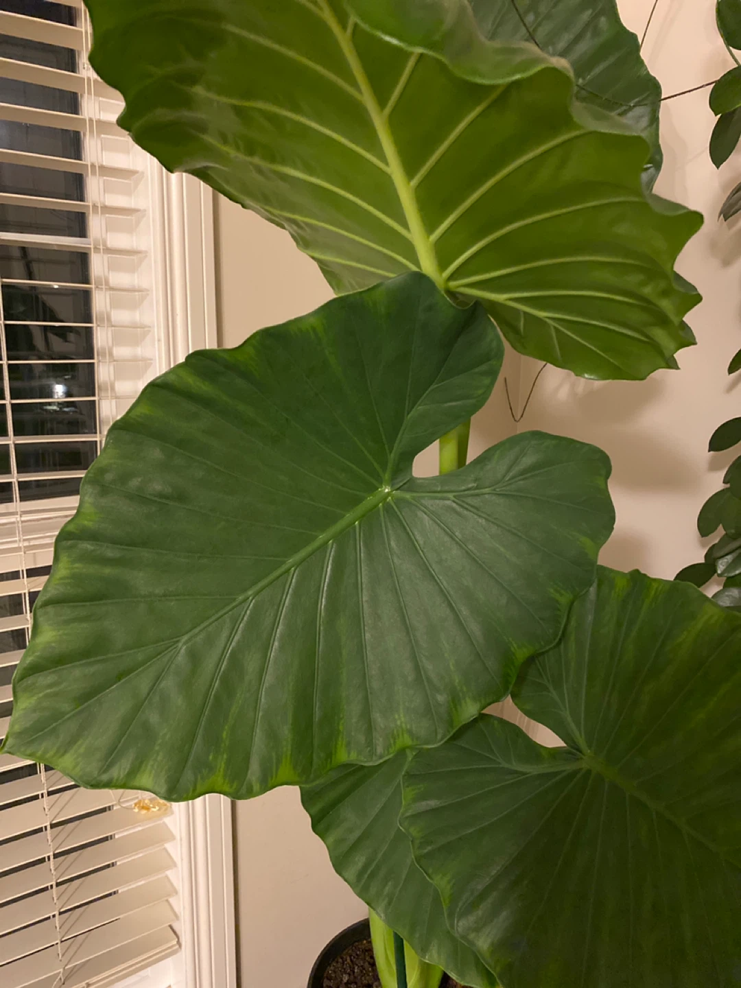 Alocacia plant for sale - photo 4