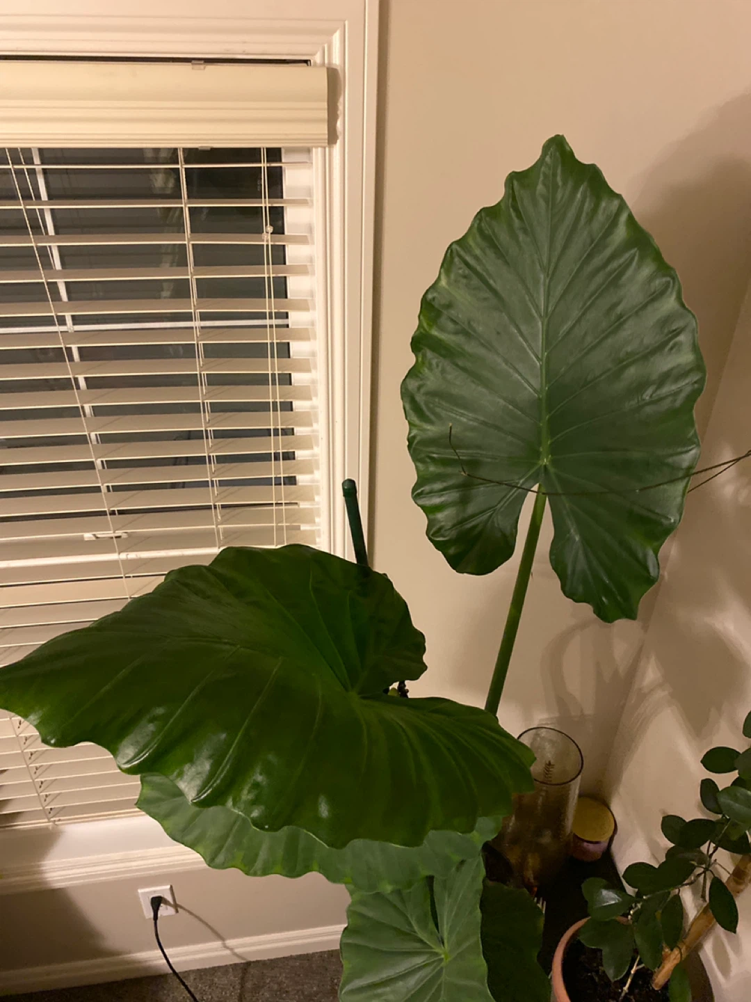 Alocacia plant for sale - photo 5