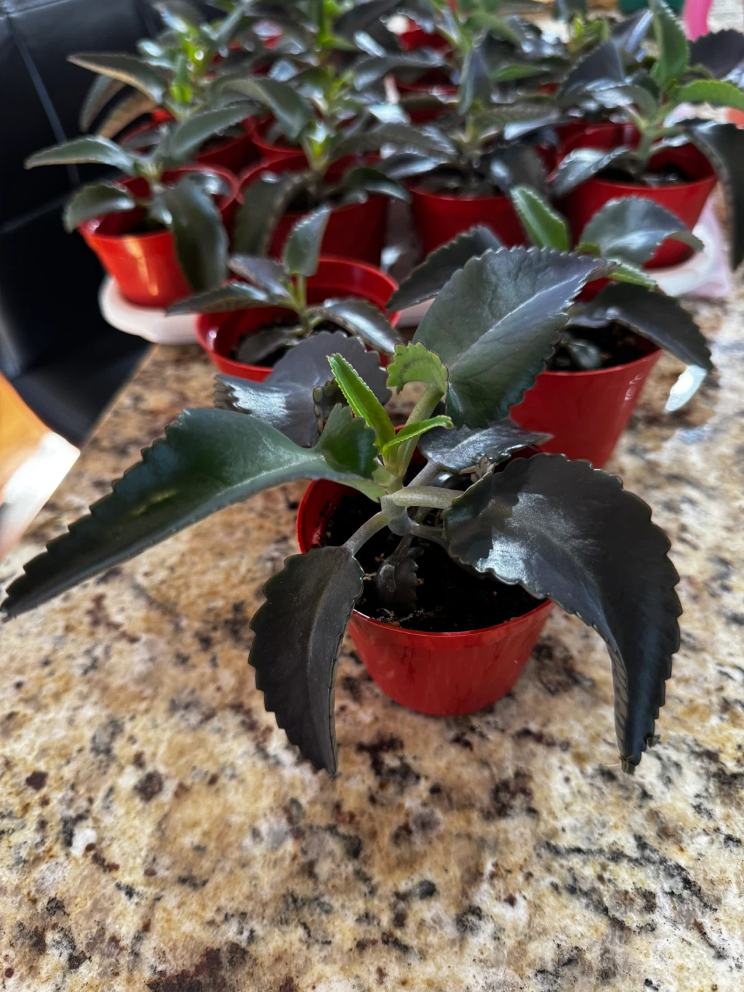 Mother of Thousands (Kalanchoe) - Unique Succulent - photo 4