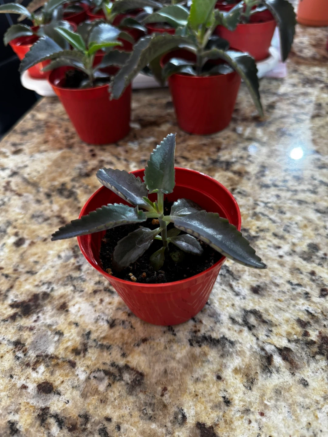 Mother of Thousands (Kalanchoe) - Unique Succulent - photo 5