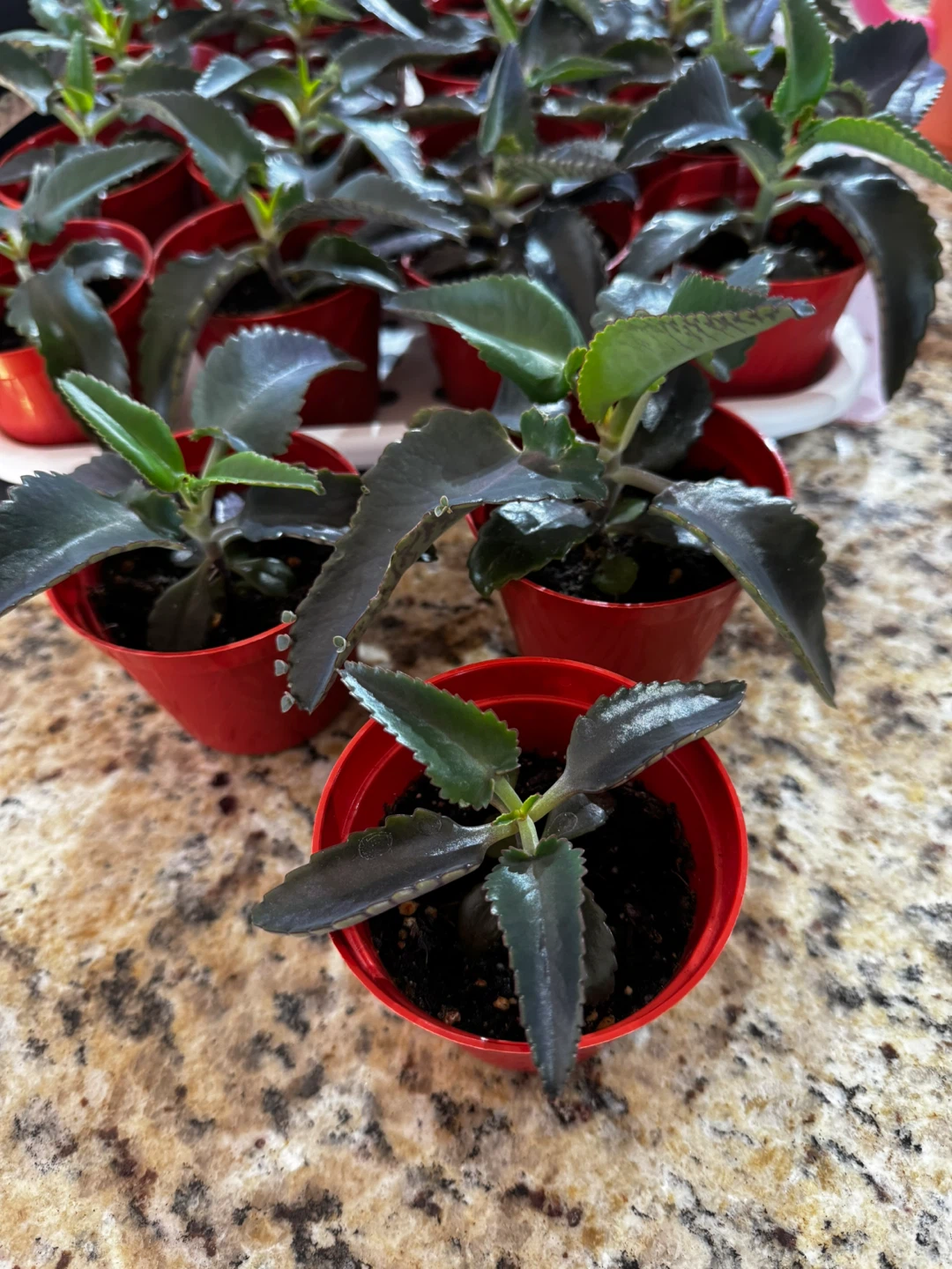 Mother of Thousands (Kalanchoe) - Unique Succulent