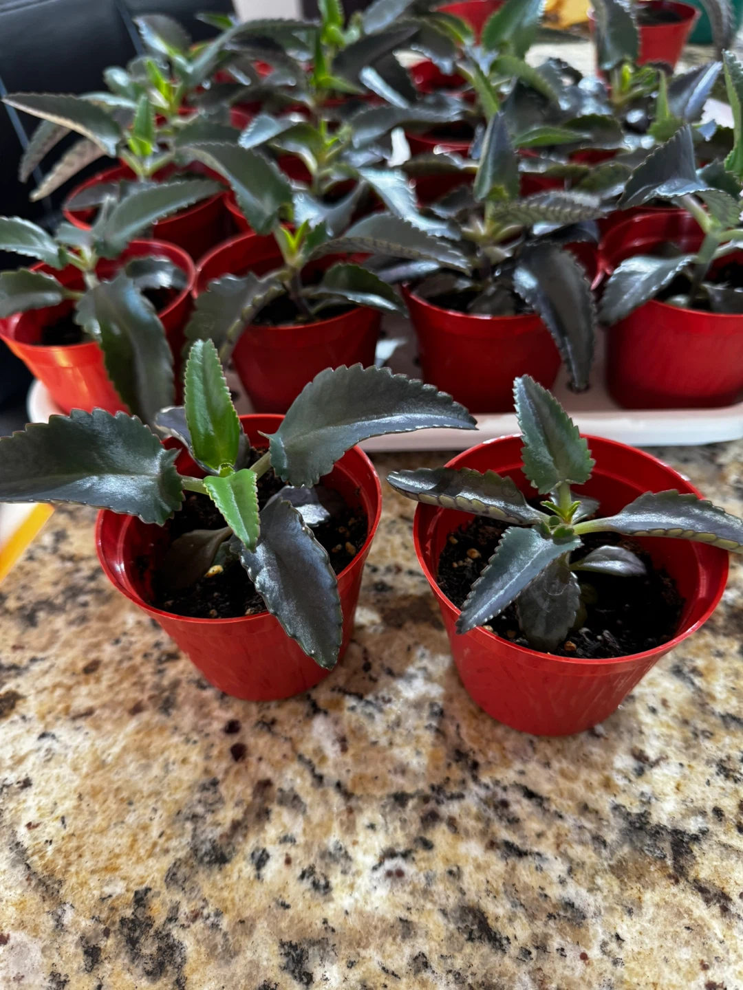 Mother of Thousands (Kalanchoe) - Unique Succulent - photo 3