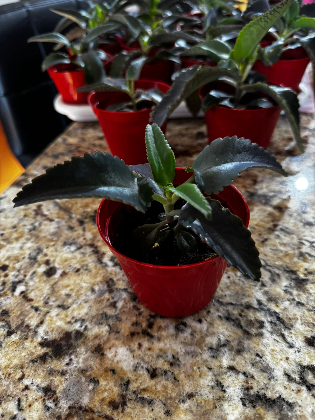 Mother of Thousands (Kalanchoe) - Unique Succulent - photo 2