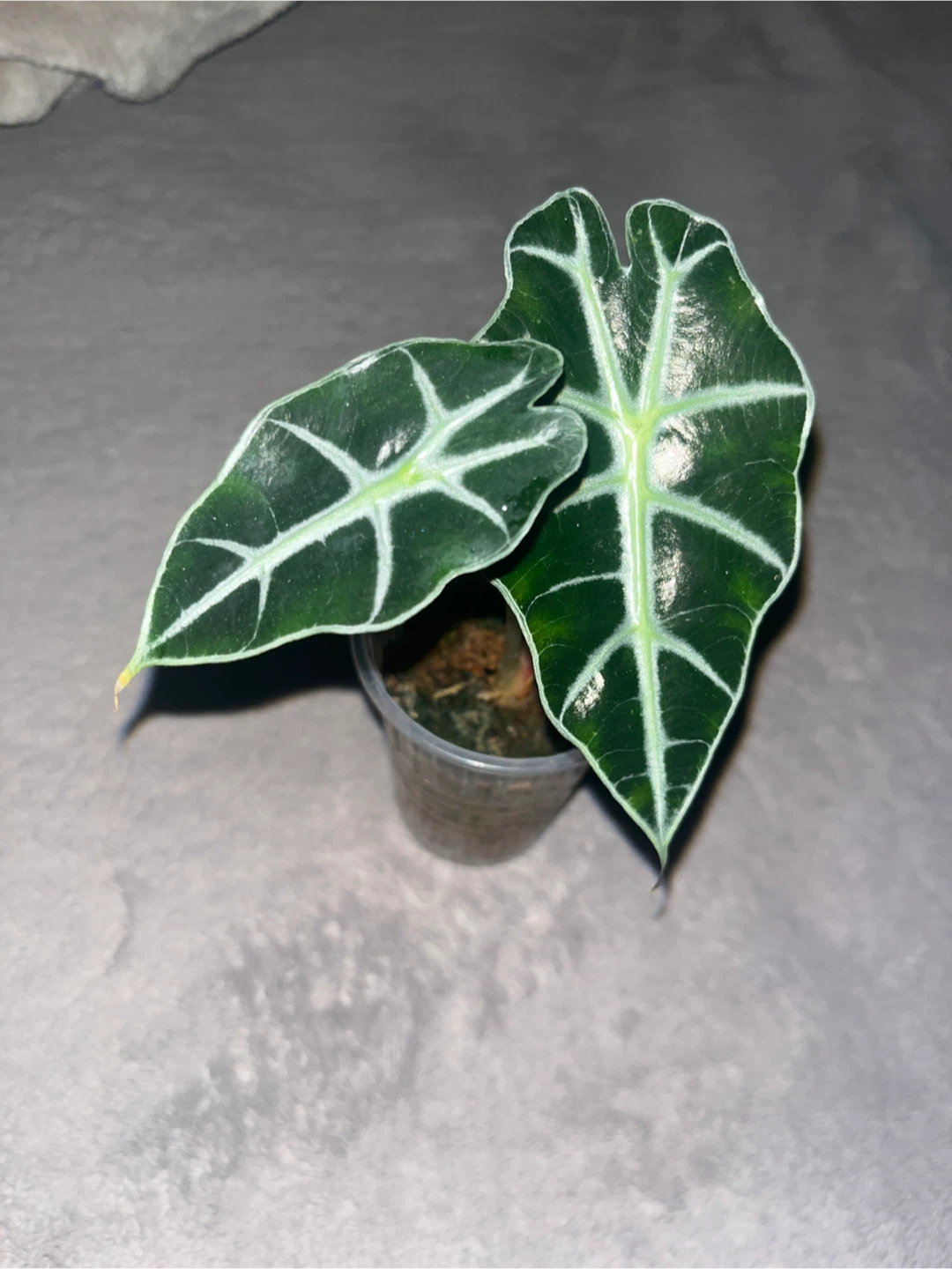 Alocasia Polly Plant