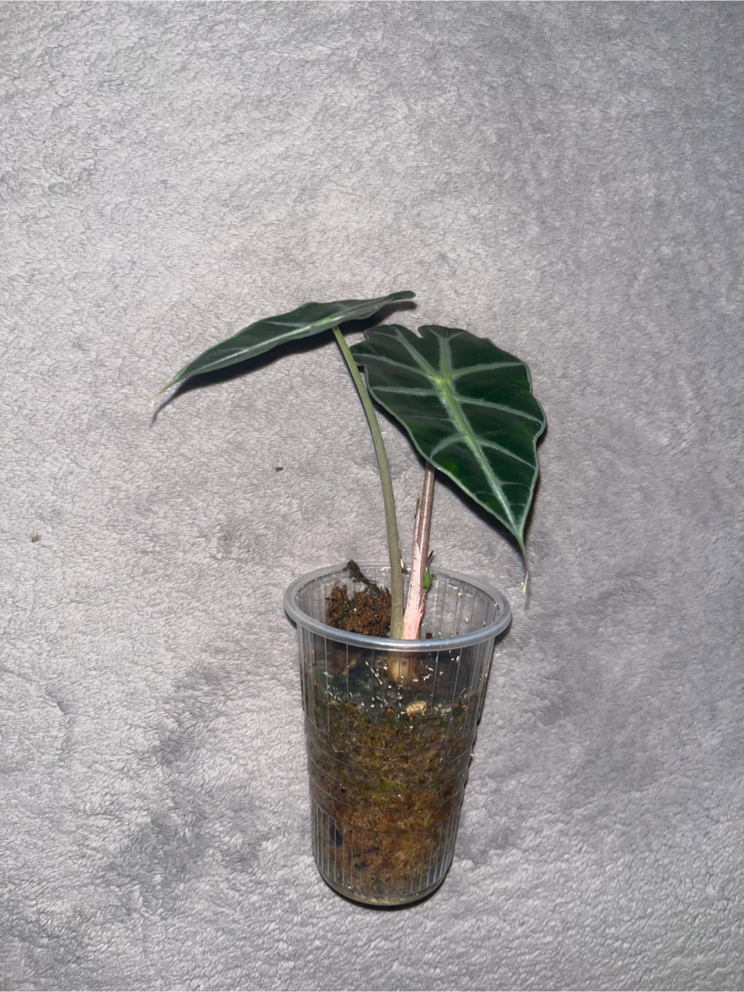 Alocasia Polly Plant - photo 2