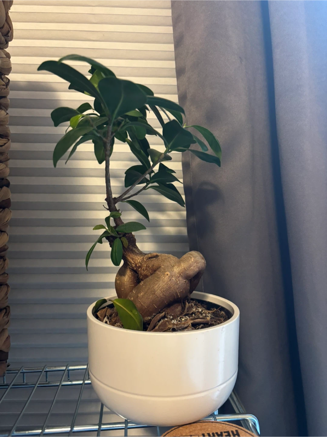 Ficus Bonsai Tree in White Pot