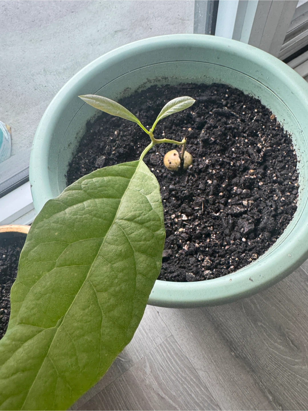 Avocado plant with Pot 🔥 moving sale 🔥