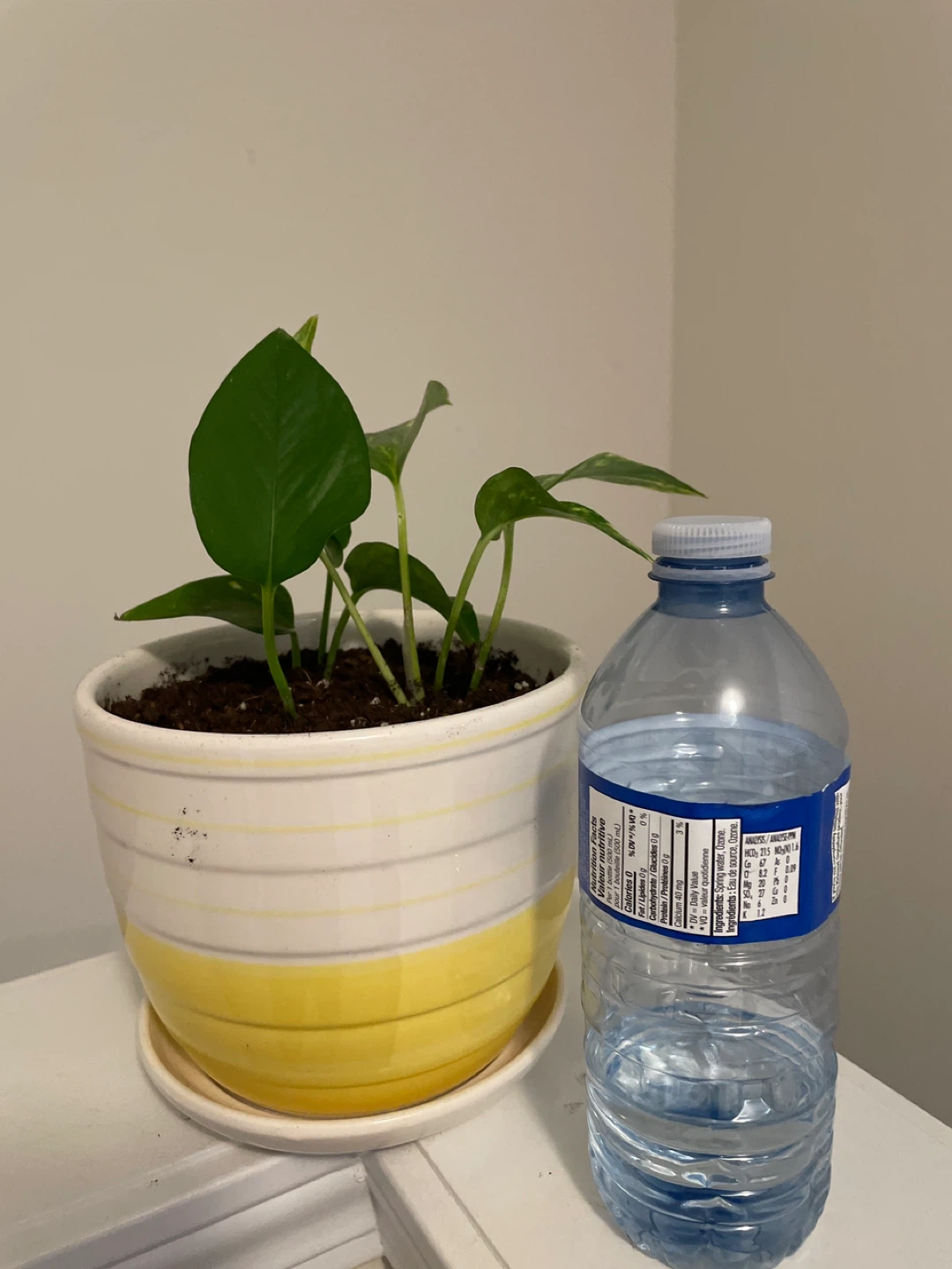 Pothos Plant in ceramic Pot - photo 2
