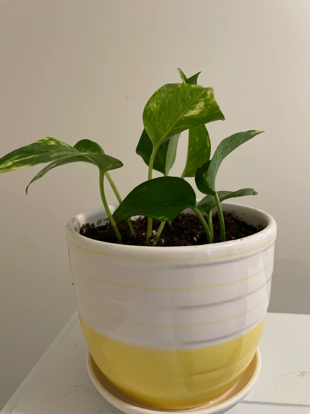 Pothos Plant in ceramic Pot