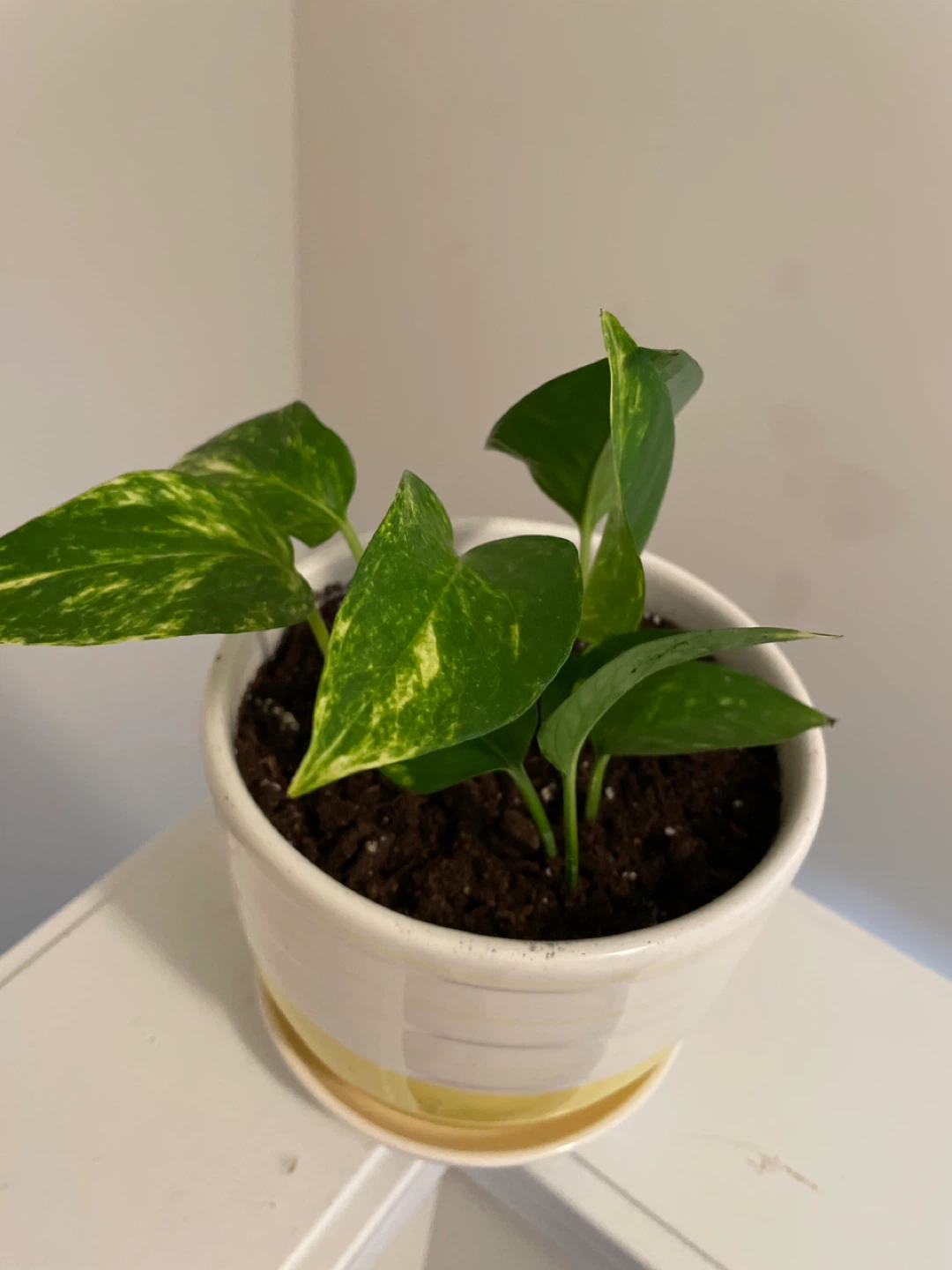 Pothos Plant in ceramic Pot - photo 3
