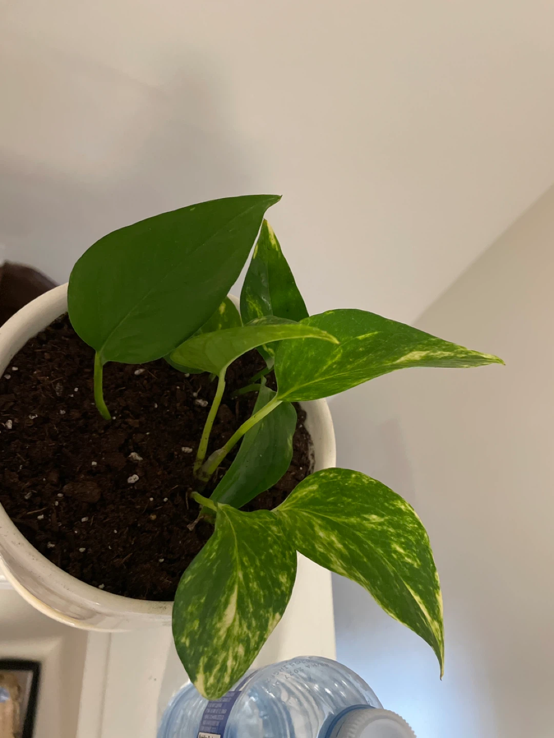 Pothos Plant in ceramic Pot - photo 4