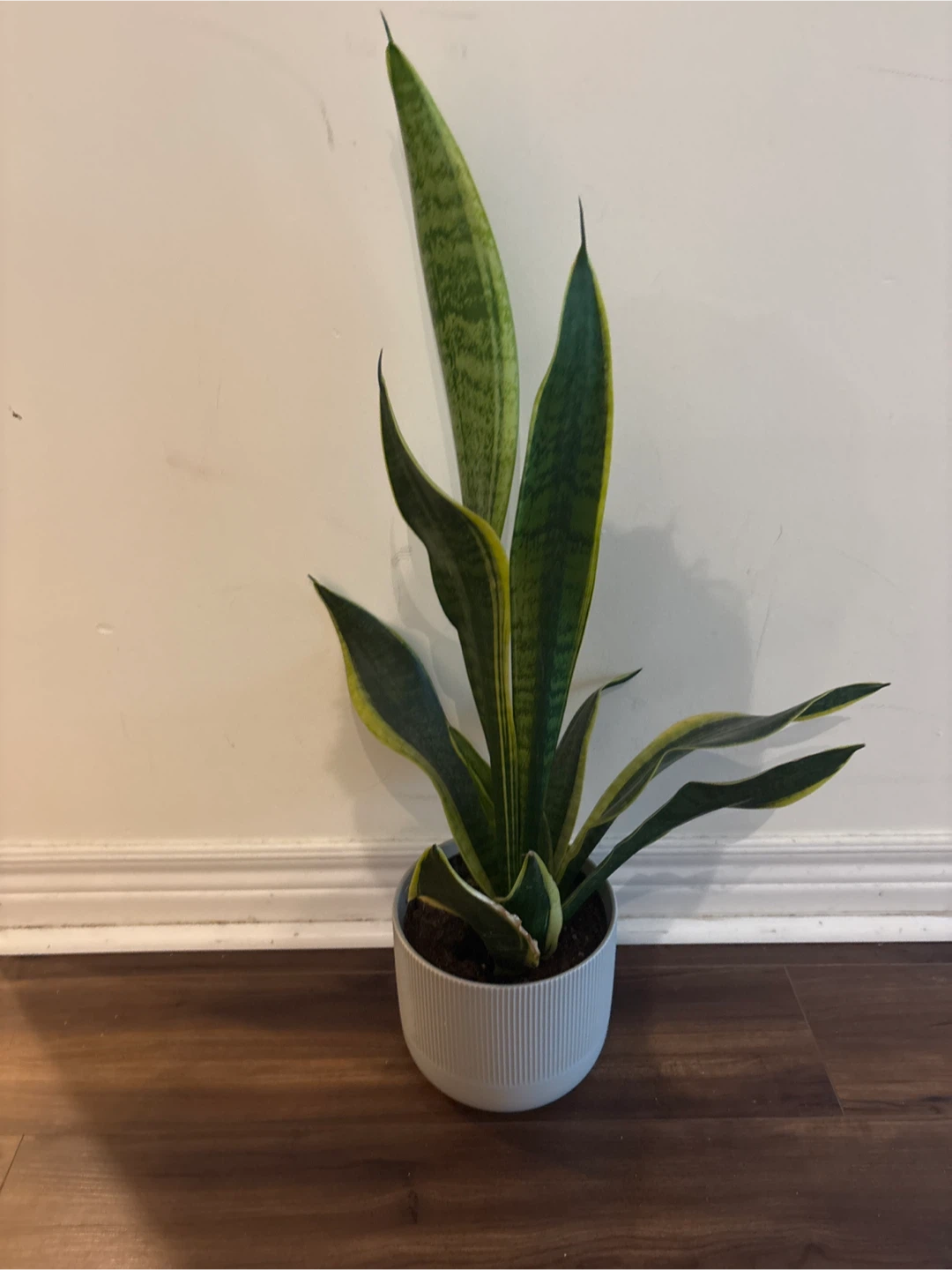 Snake Plant in White Pot - 30 inch tall!