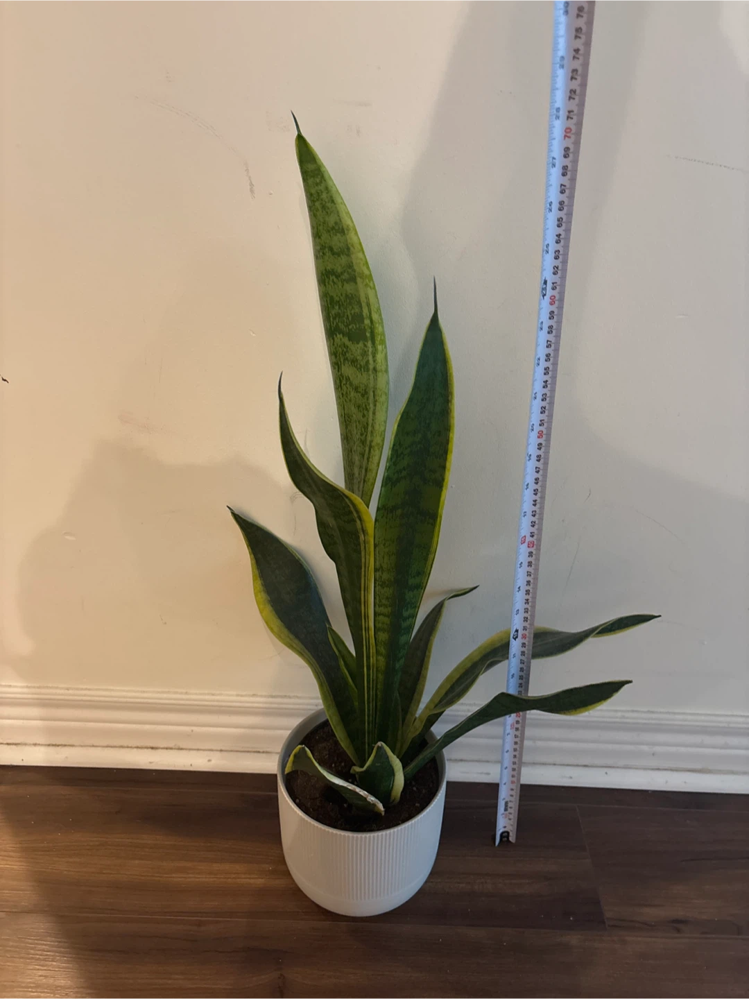 Snake Plant in White Pot - 30 inch tall! - photo 2