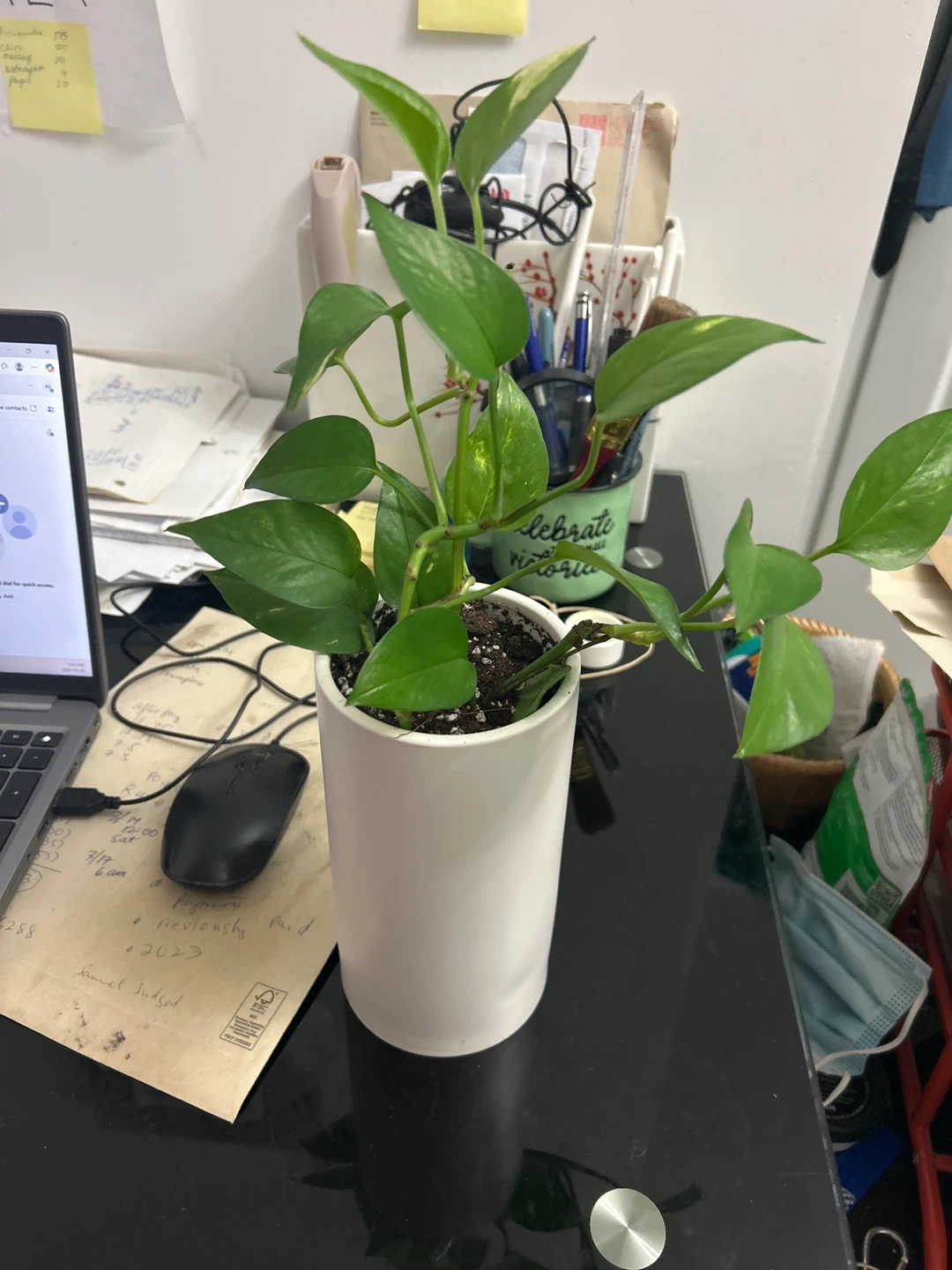 Pothos Plant in White Ceramic Pot