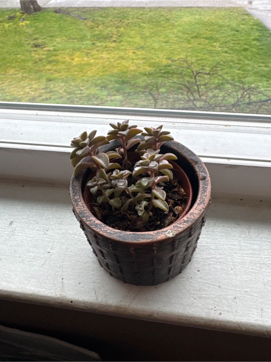 Free succulents - photo 2