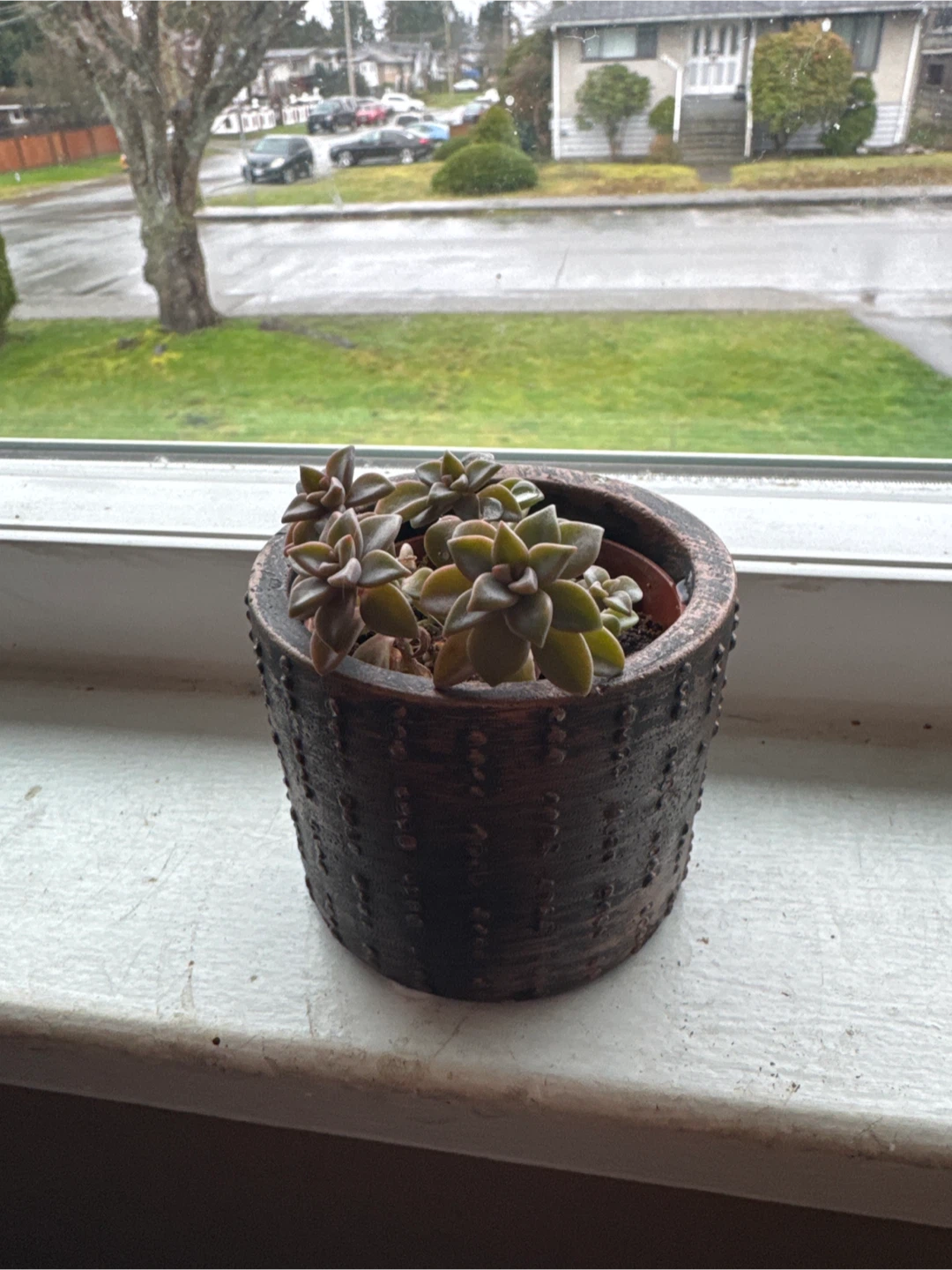 Free succulents