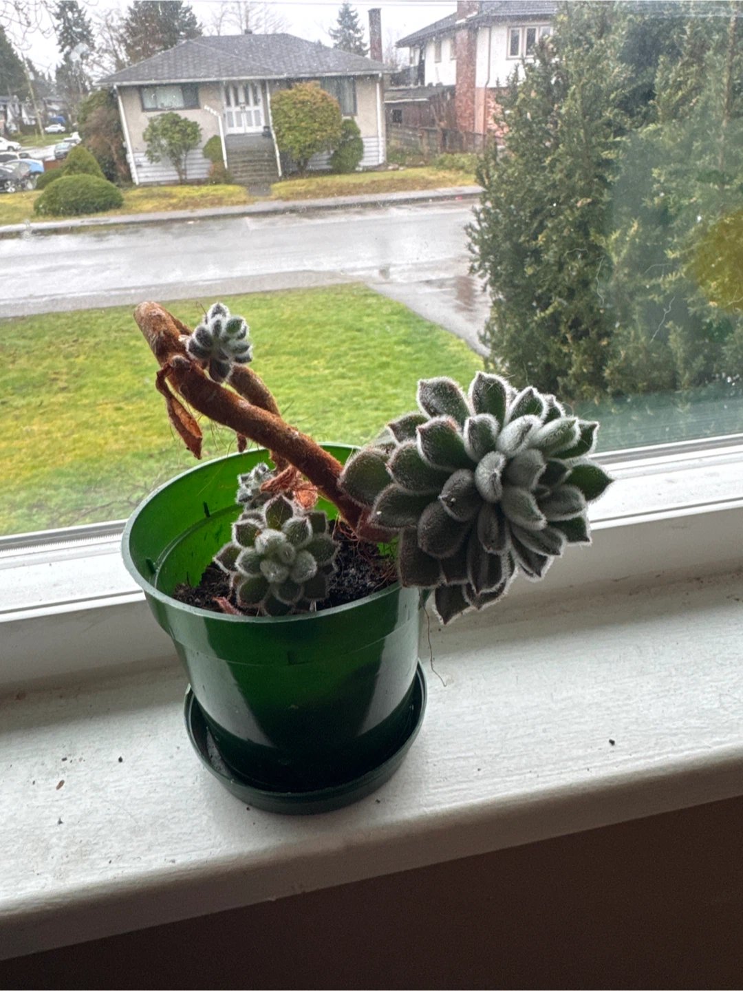 Free succulents - photo 4