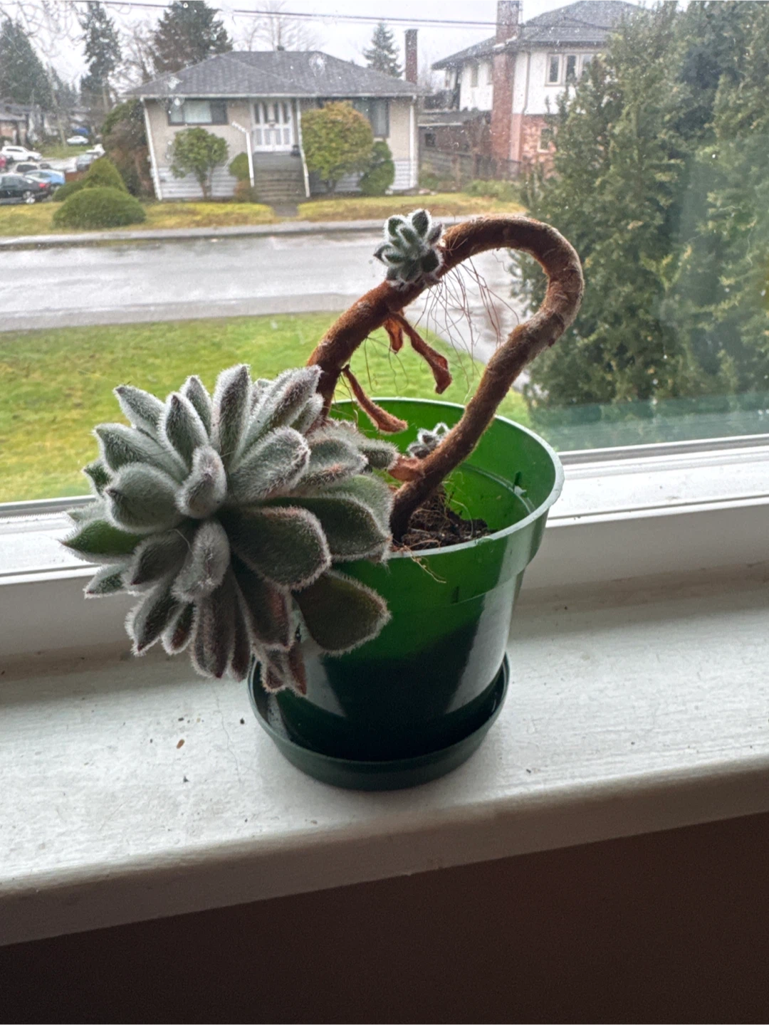 Free succulents - photo 3