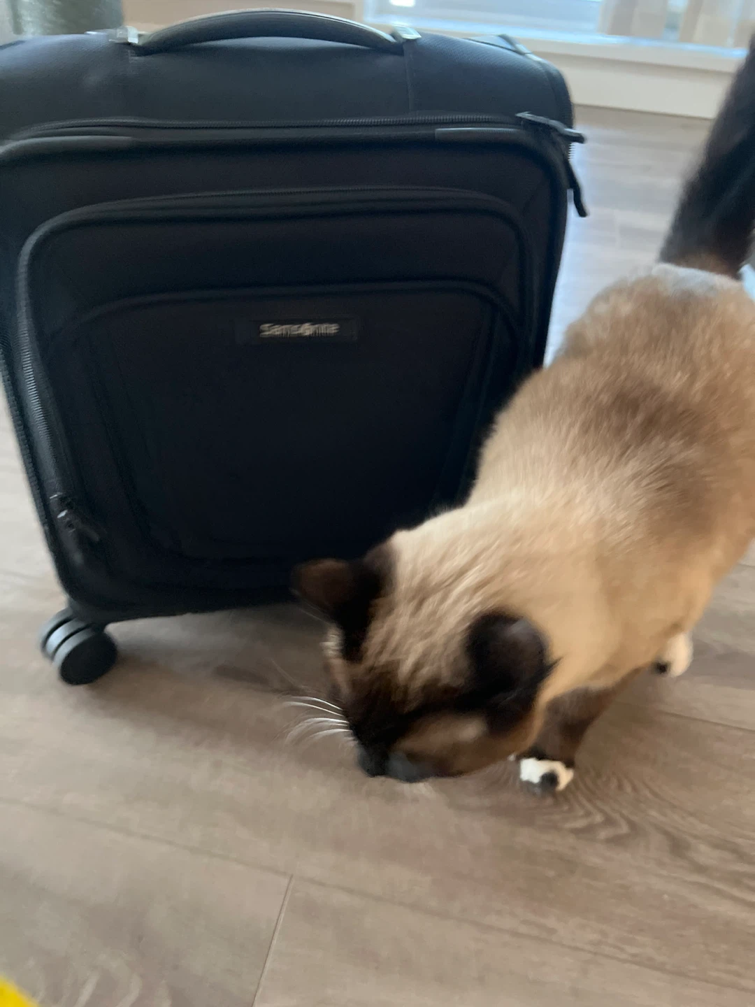Samsonite Black Carry-On Luggage