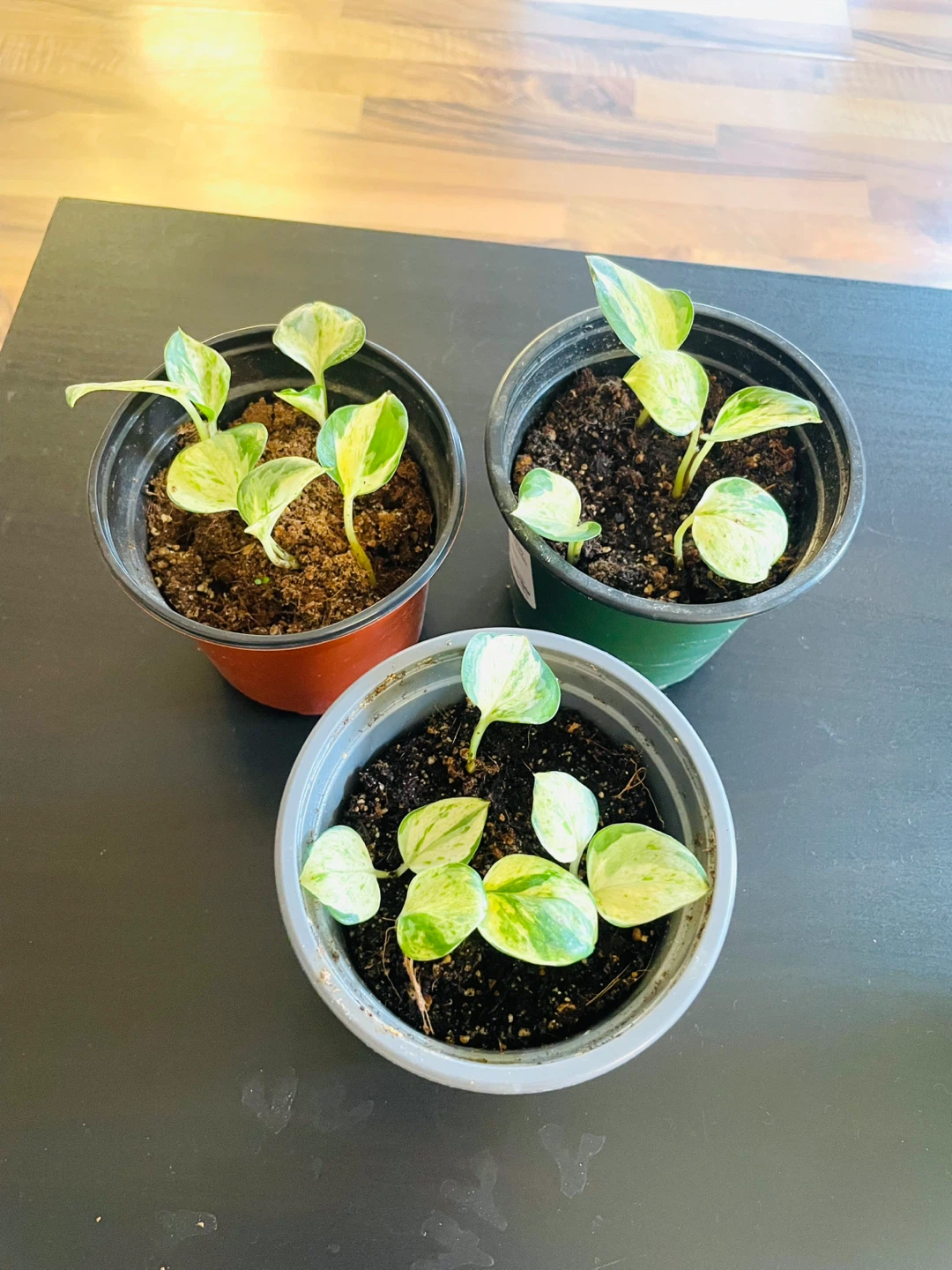 Potted Pothos Plants (manjula / marble queen) - photo 2