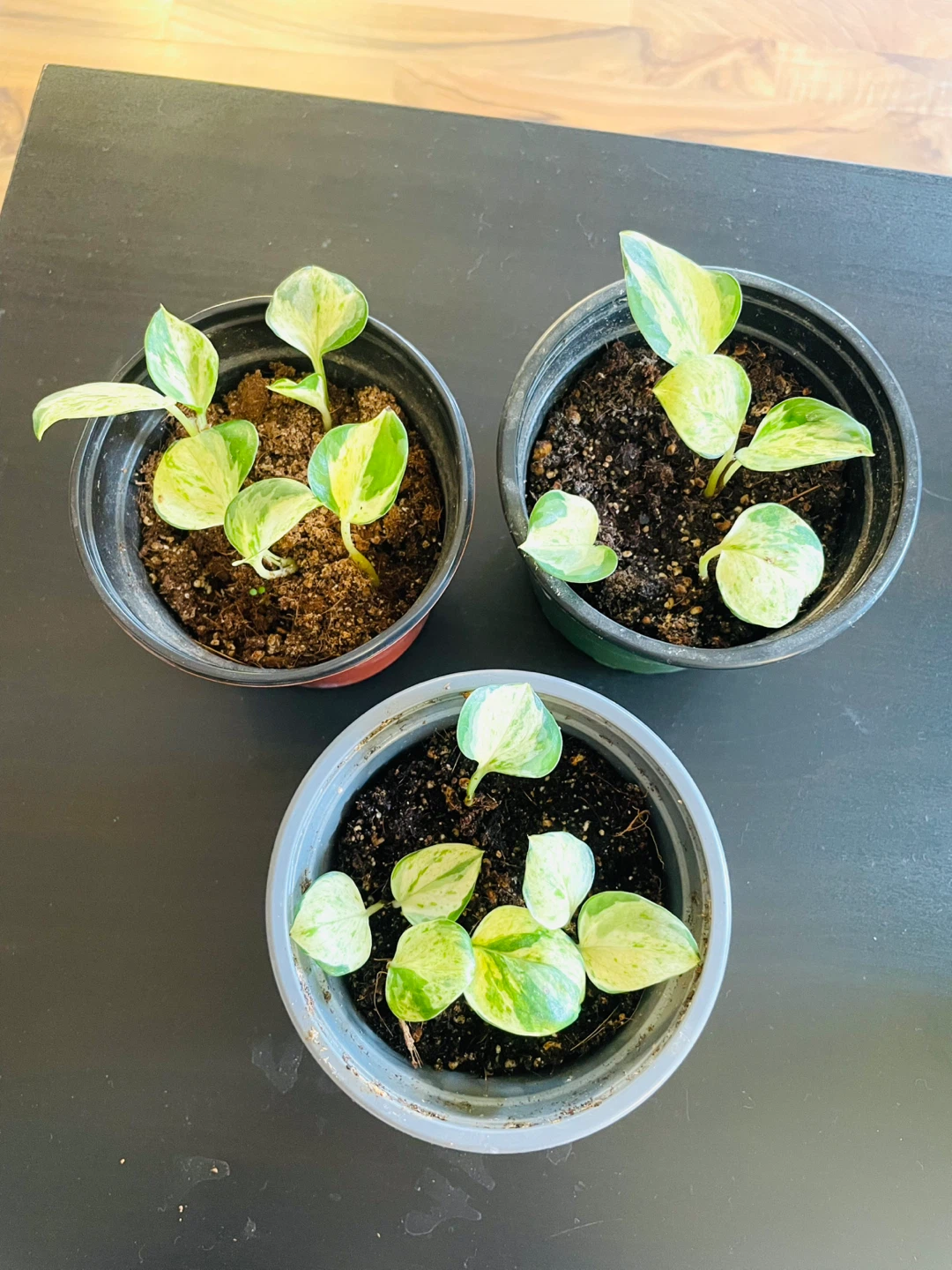 Potted Pothos Plants (manjula / marble queen)