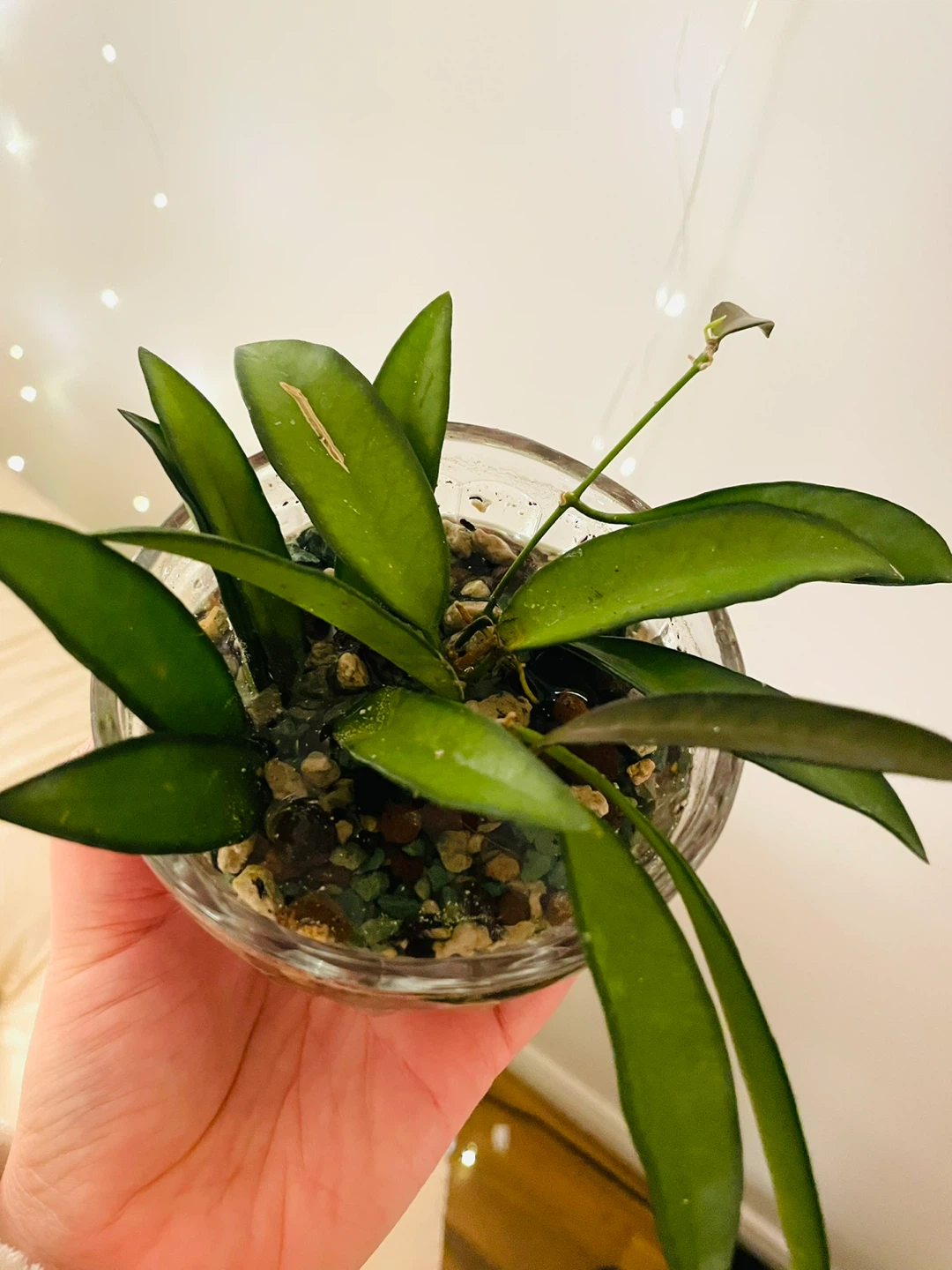 Hoya wayetti Plant in Glass Pot - photo 3