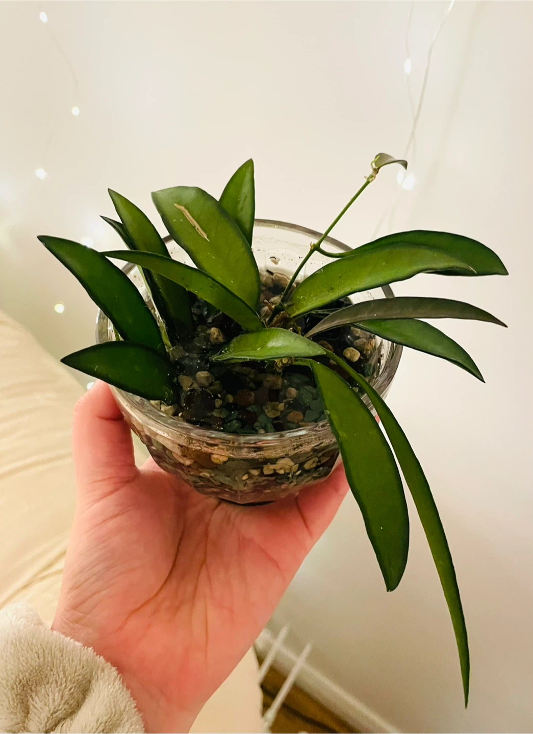 Hoya wayetti Plant in Glass Pot