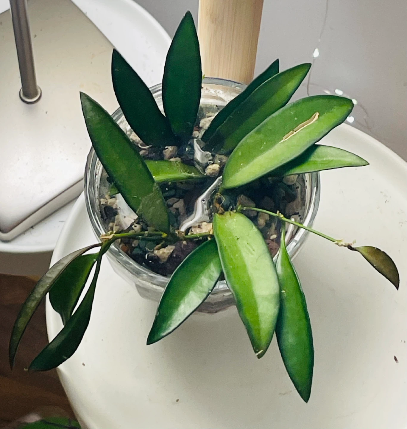 Hoya wayetti Plant in Glass Pot - photo 2
