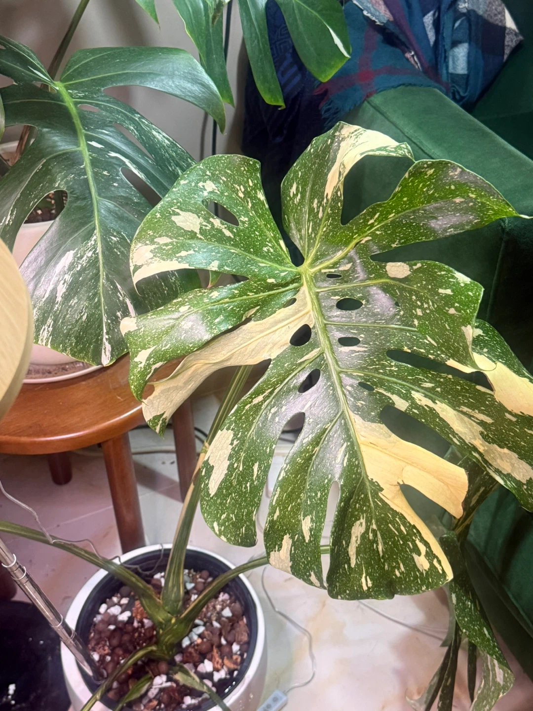 large monstera Thai con high variegation plant only - photo 4