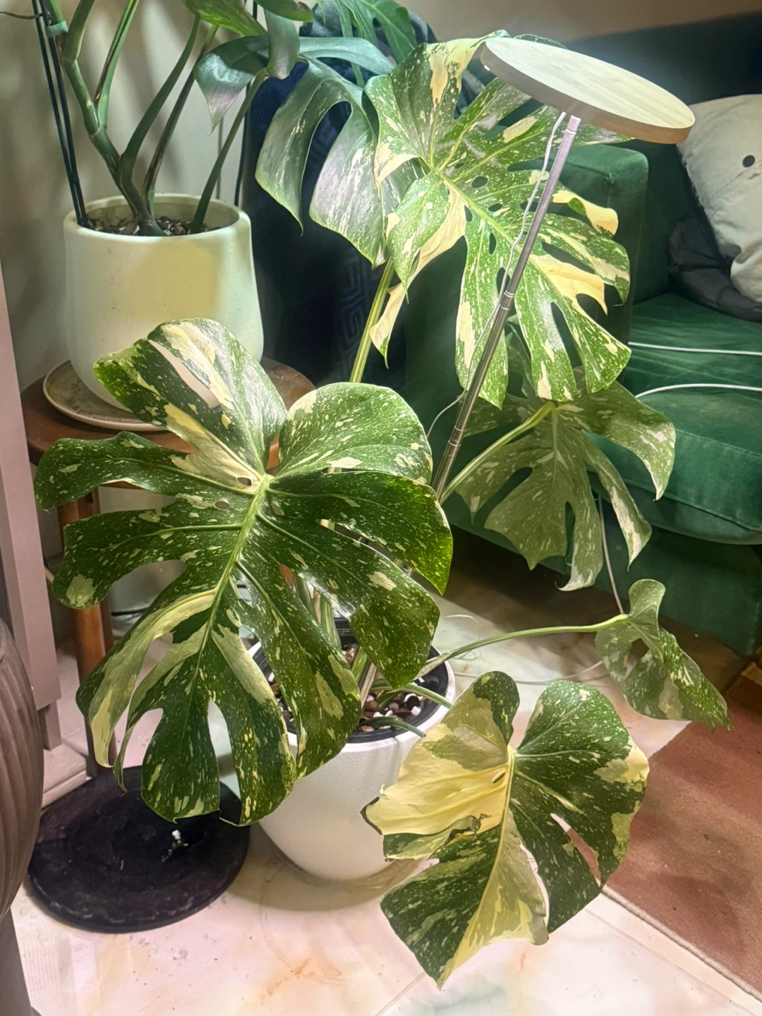 large monstera Thai con high variegation plant only - photo 5