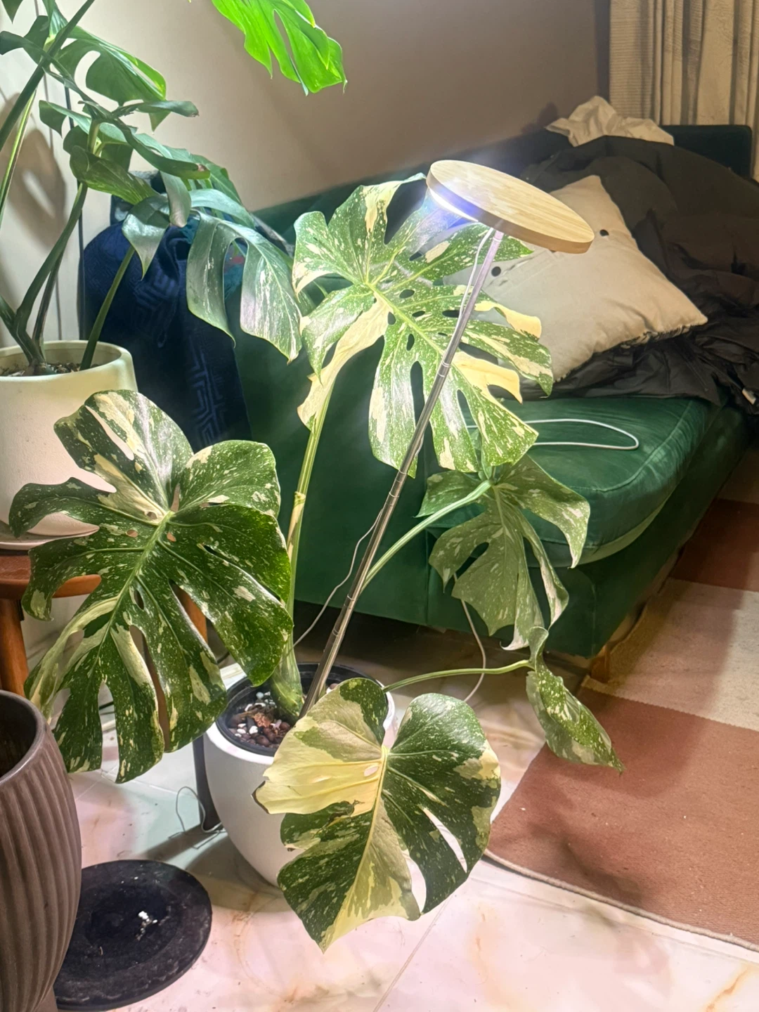large monstera Thai con high variegation plant only