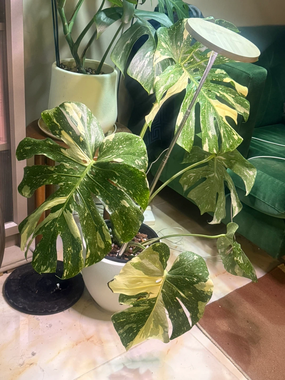 large monstera Thai con high variegation plant only - photo 2