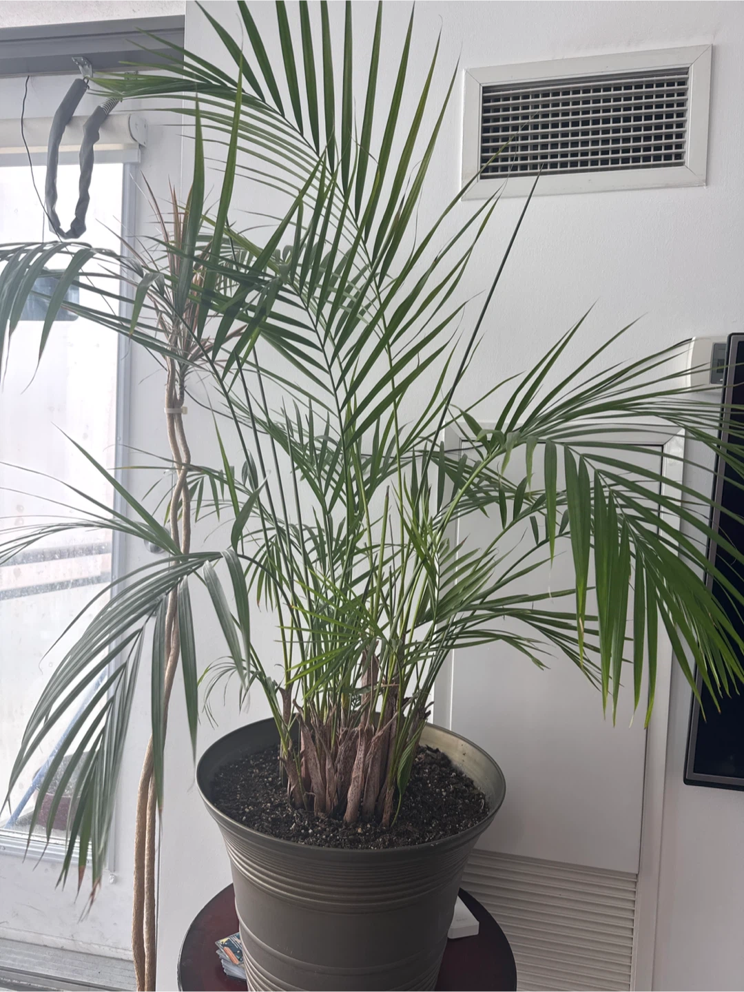 Large Potted Palm Plant