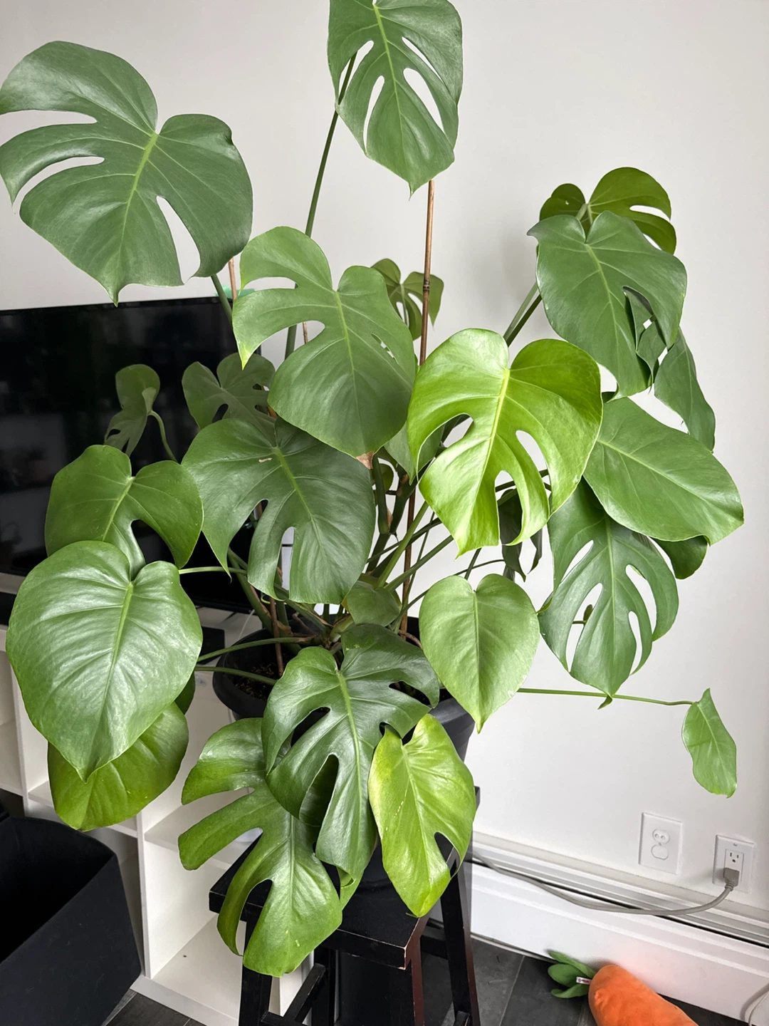 Monstera Plant