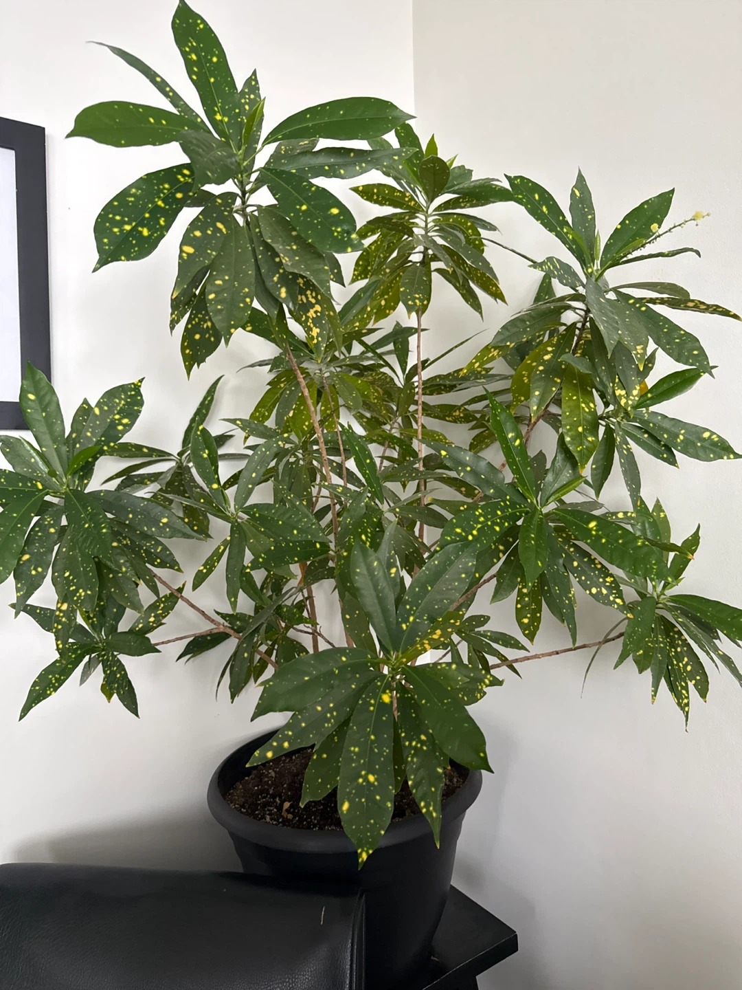 Aucuba Japonica Plant