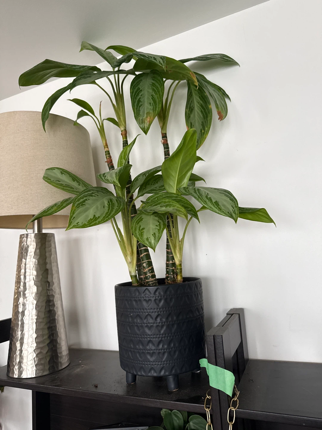 Chinese Evergreen Plant in Black Pot